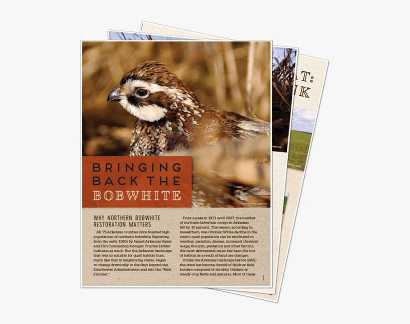 Some Arkansas Residents Never Have Heard The Whistle - Song Sparrow, transparent png