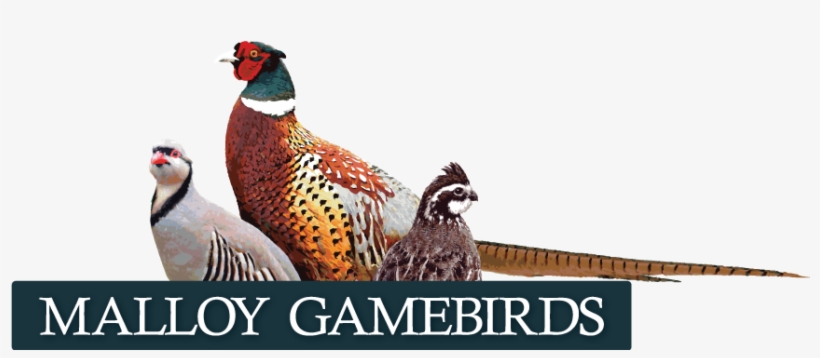 Iowa Bobwhite Quail, Pheasant And Chukar - Australian Broadcasting Corporation, transparent png