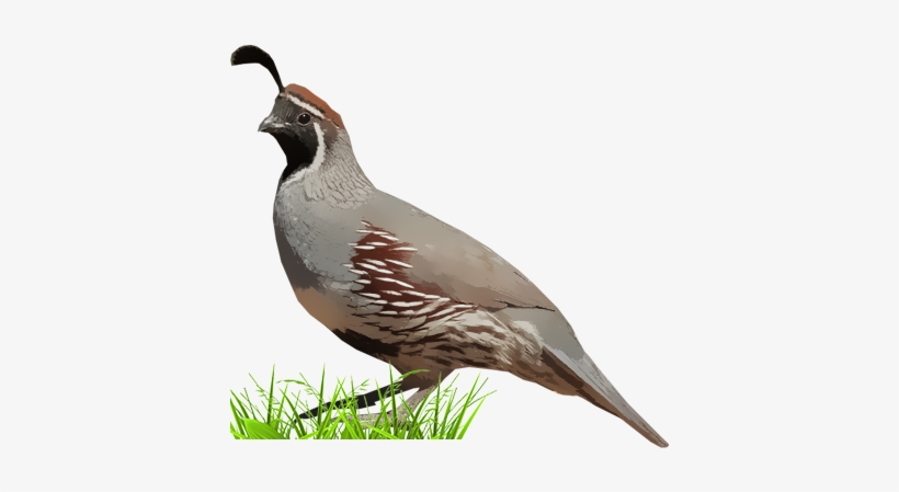 Gambel's Quail - Quail, transparent png