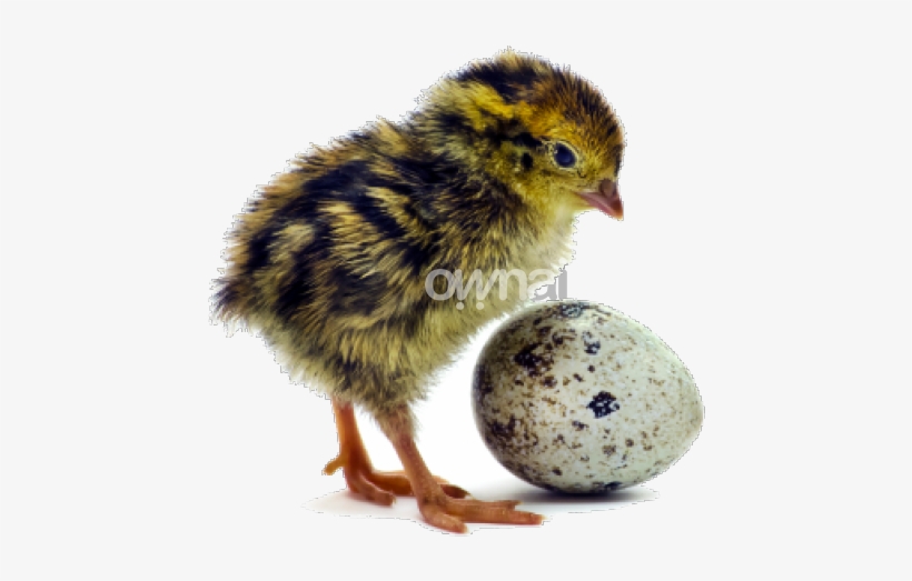 Loading - Victor Chickens, transparent png