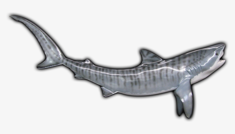 Tiger Shark Fish Mount - Pacific Sturgeon, transparent png