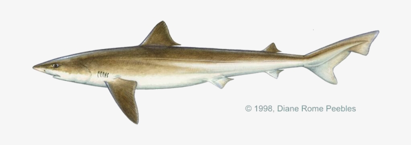 Triakidae Family - Tope Shark, transparent png