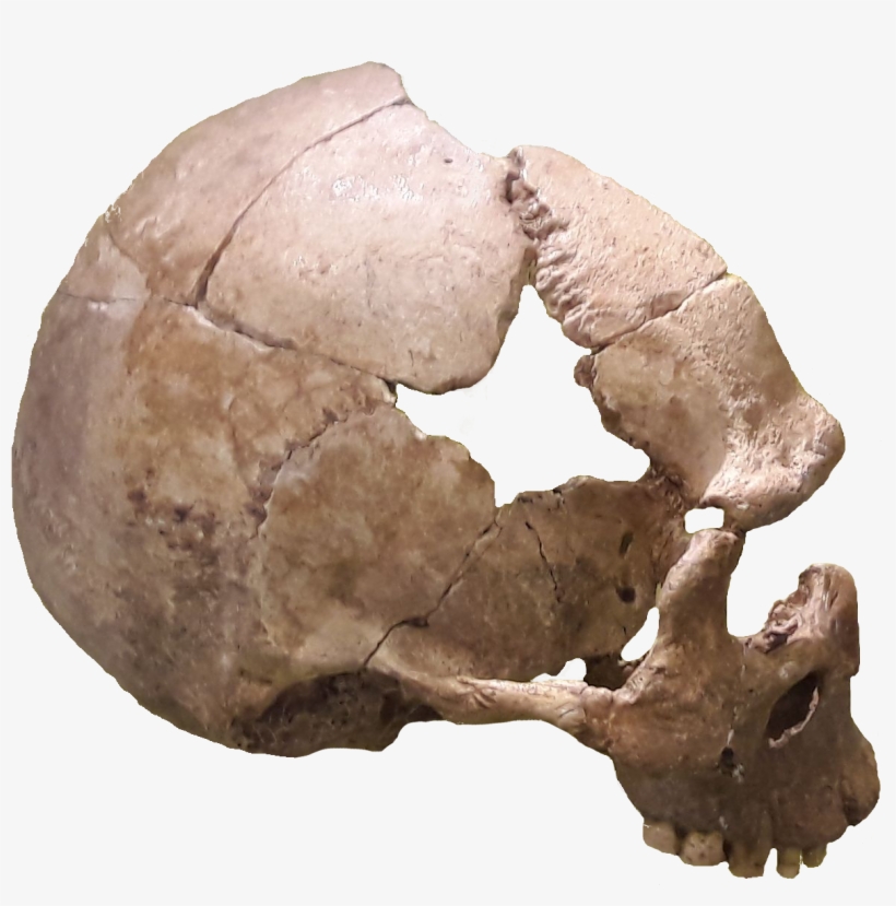 Rhünda Skull, transparent png
