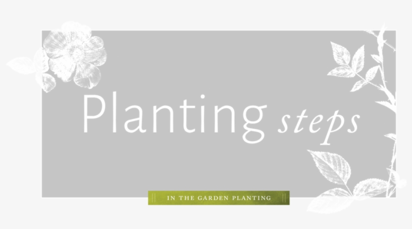 Planting - Rose, transparent png