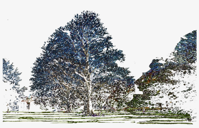 Neon Beech 3 Long - Red Pine, transparent png