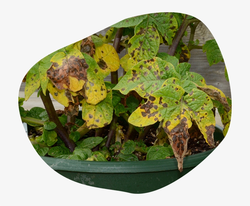 Commonly Know As Early Blight, Is A Disease Which Affects - Plant Disease Png, transparent png