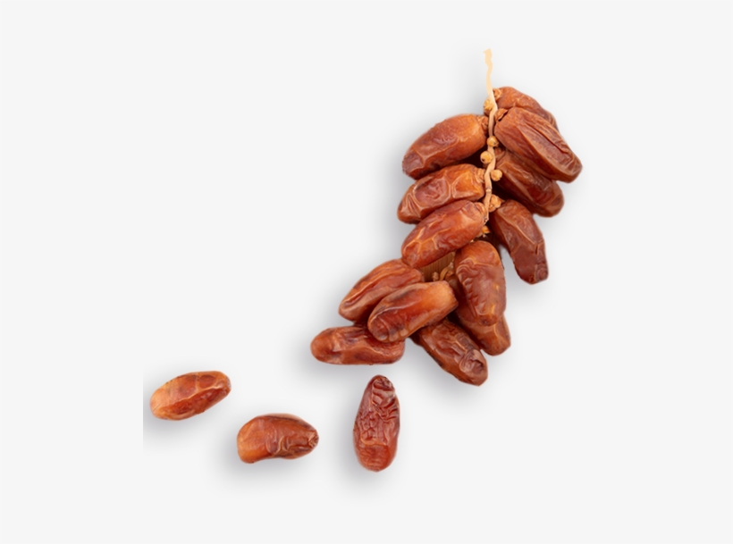 Apis - Application Programming Interface - 500x800 PNG Download - PNGkit