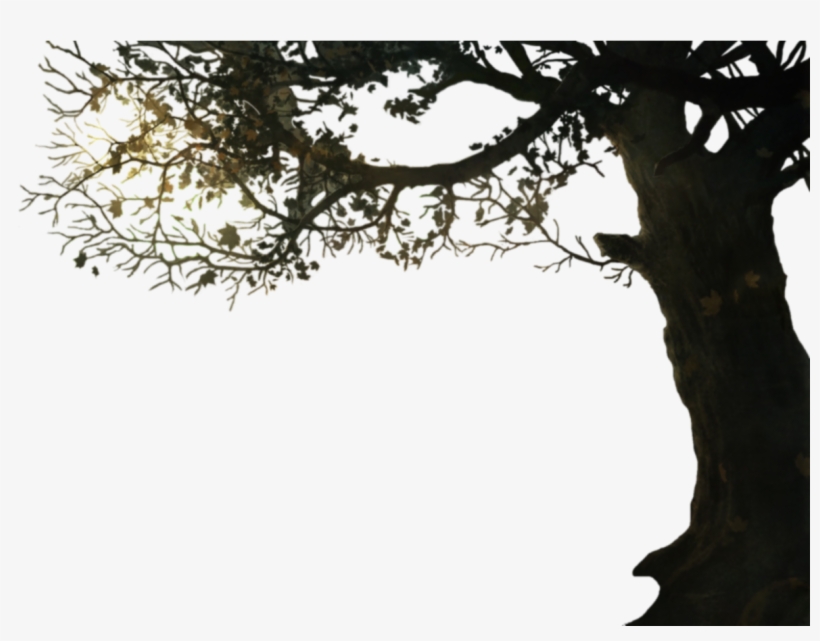 Tutorial On How To Setup Your Zlayers - Tree Branch Border Png, transparent png