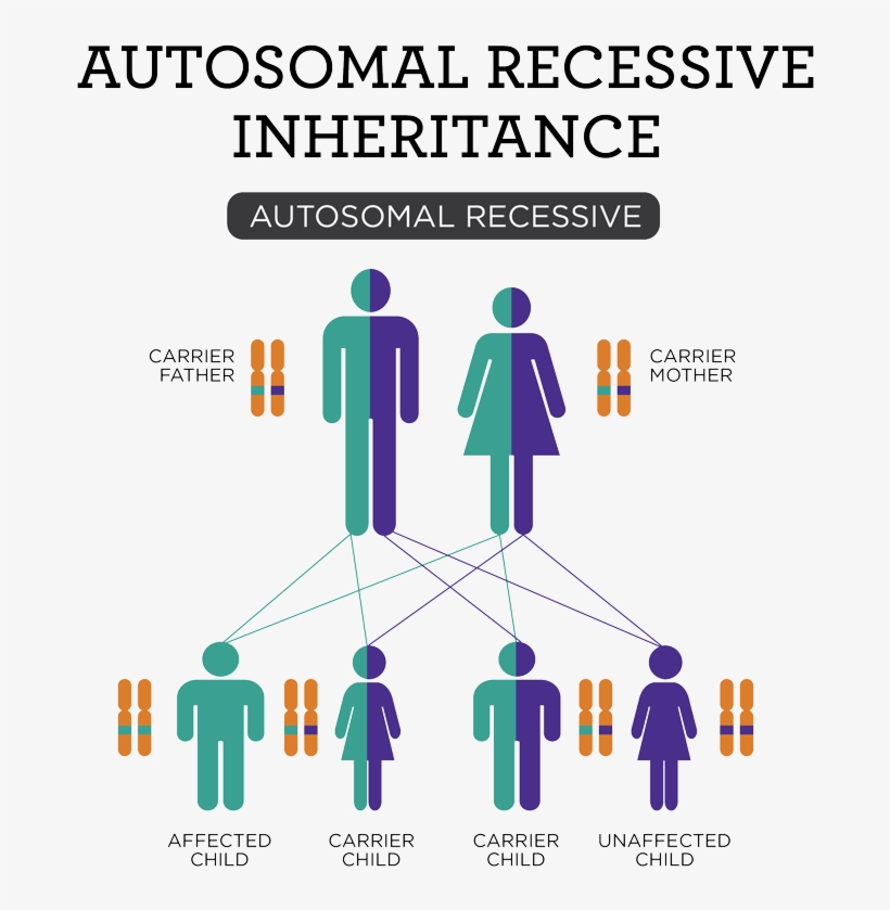 Recessive-01 - Martha Stewart's New Pies And Tarts, transparent png