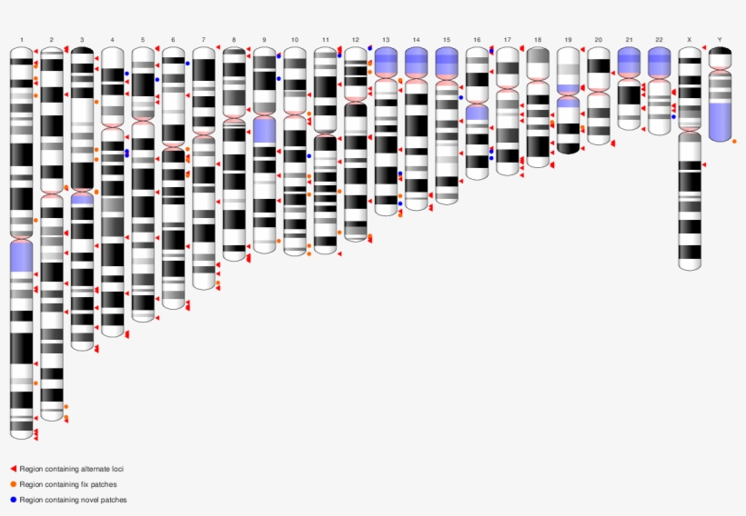 Ideogram Grch38p4 - Reference Genome, transparent png
