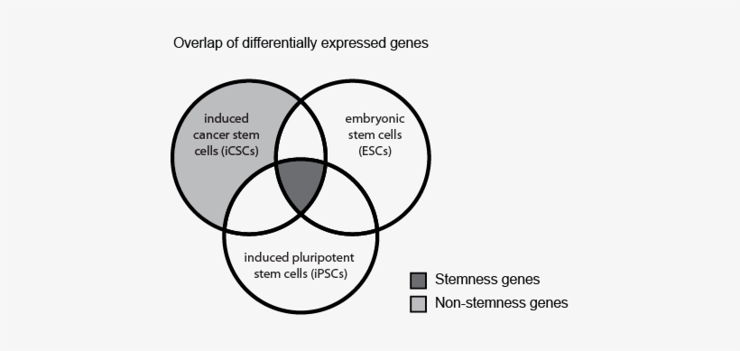A Set Of Genes Which Are Upregulated In Induced Cancer - Cancer Stem Cell Stemness, transparent png