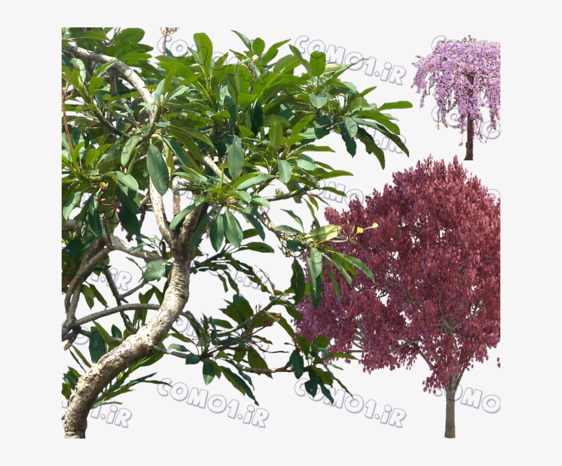 Tree 2 - Plumeria Rubra Png, transparent png