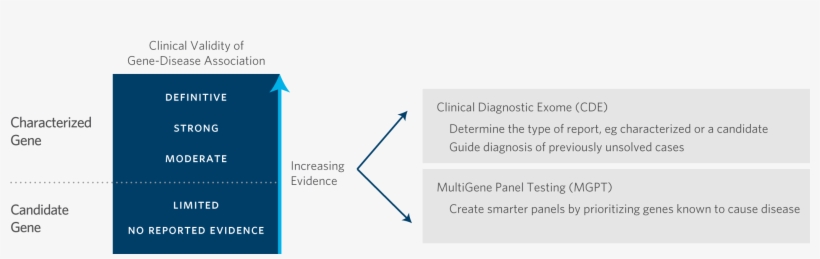 Scoring Is A Tool For Evidence-based, Quality Genetic - Gene, transparent png