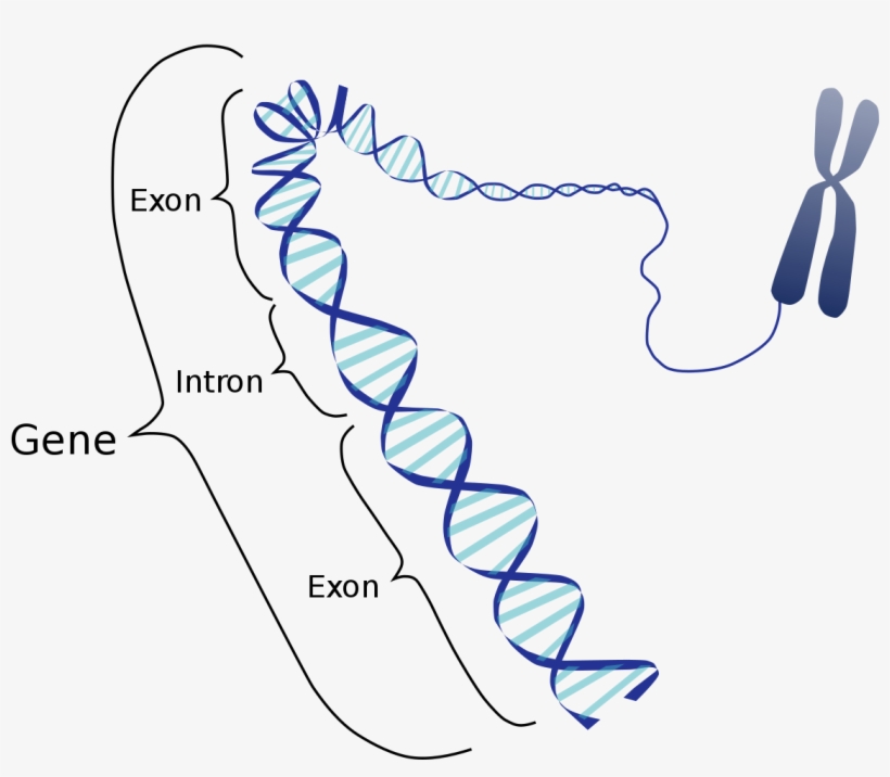 Wikijournal Of Medicine/eukaryotic And Prokaryotic - Gene Exon And Intron, transparent png