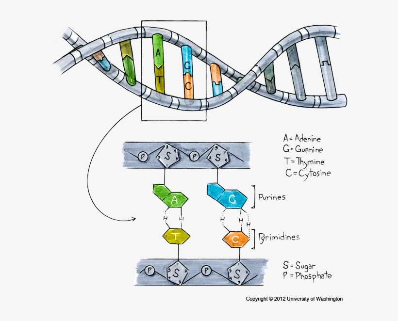 Genes Are Made Of Dna - Gen A Dna, transparent png