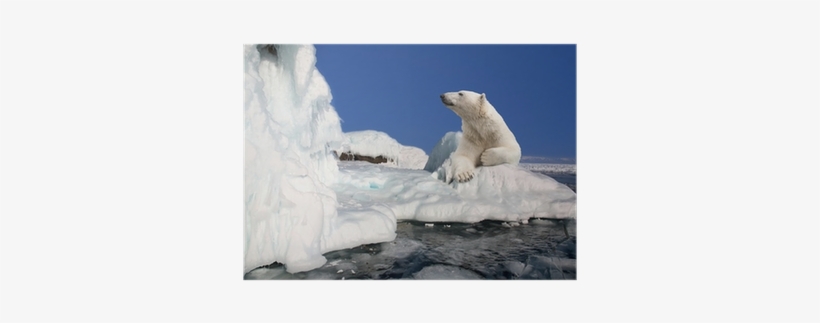 Polar Bear Standing On The Ice Block Poster • Pixers® - Polar Bear, transparent png