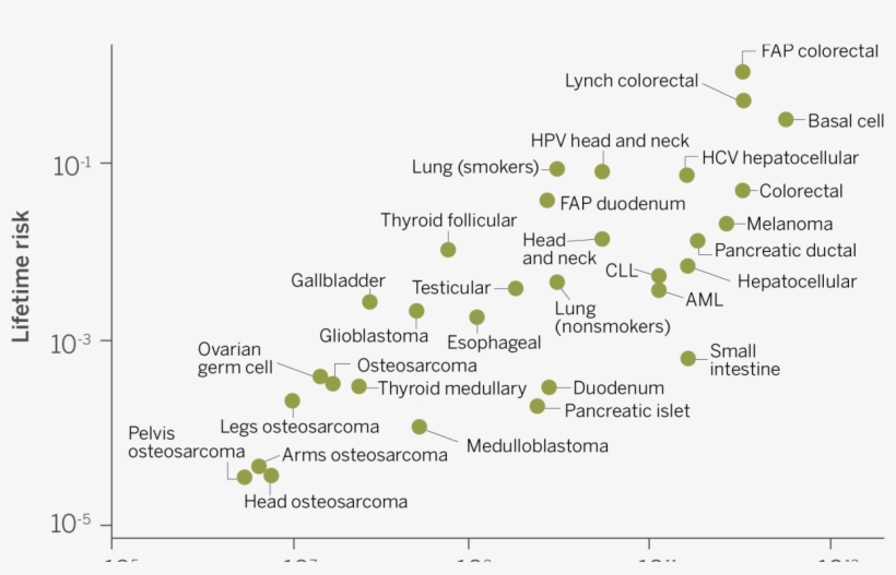 As The Number Of Stem Cell Divisions In A Tissue Rises, - Cancer, transparent png