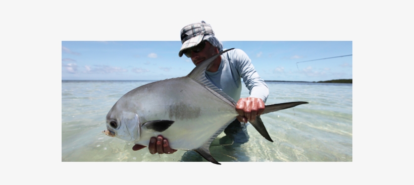 Permit On The Fly, transparent png
