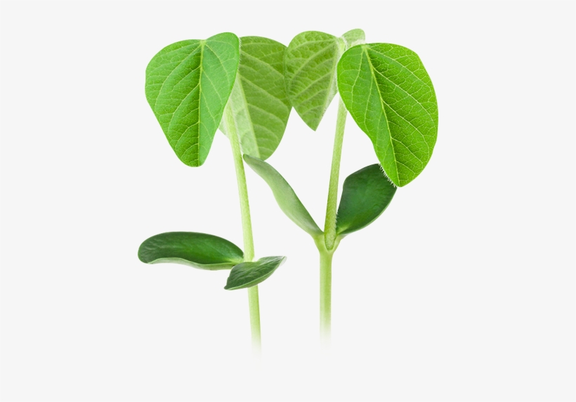 Soja Planta Png - Planta De Soja Imagen Png, transparent png