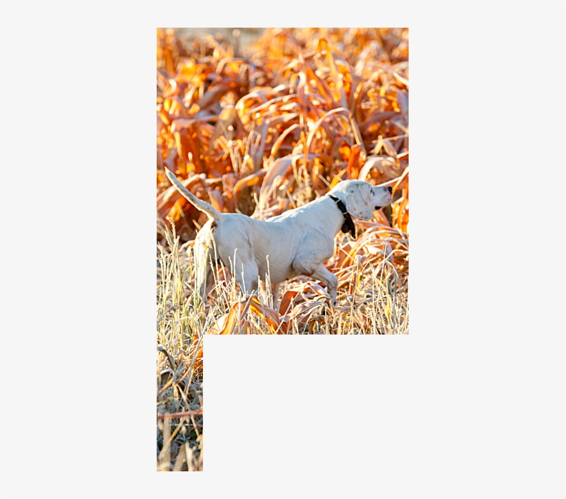 Wingshooting Article W Mask-6 - Hunting Dog, transparent png