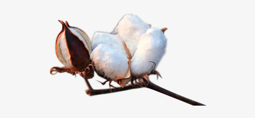 Cotton Transparent - Fibra De Algodon Png, transparent png