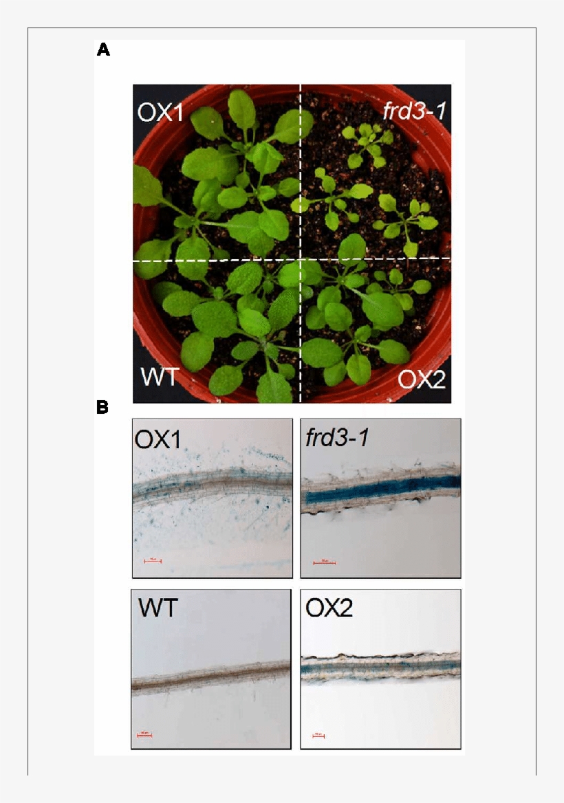 In Planta Complementation Assay Of Vumate1 In Fe Nutrition - Mock Strawberry, transparent png