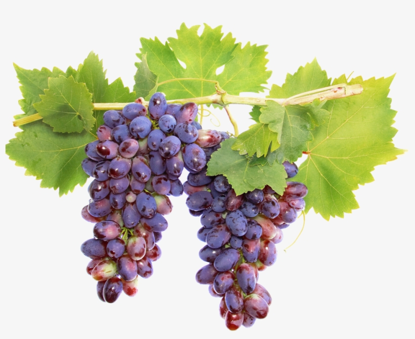 Uvas Negras (985×768) - Grape On A Vine, transparent png