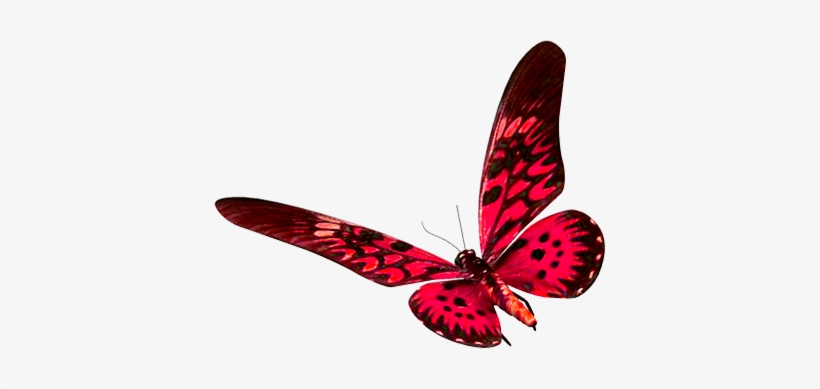 15 De Mai De - Monsters Of The Ray, transparent png