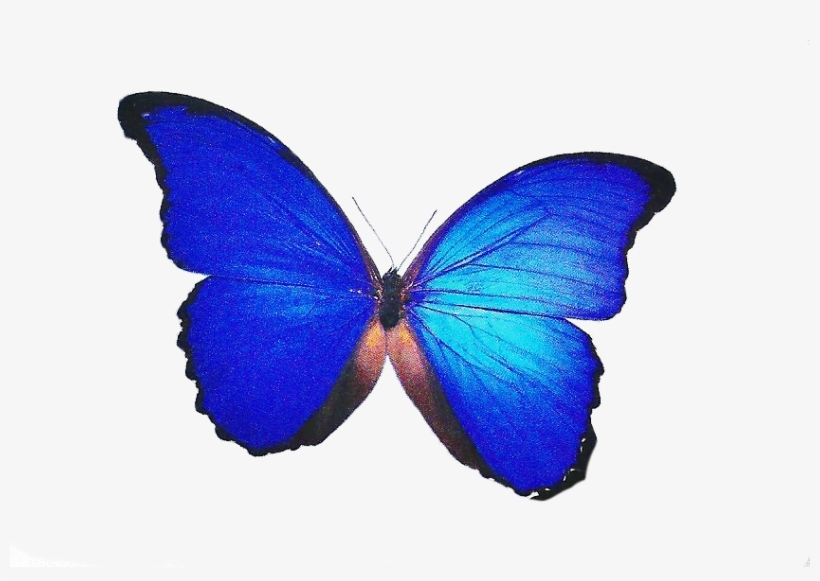 Imagens Png - Borboletas - Cyaniris, transparent png