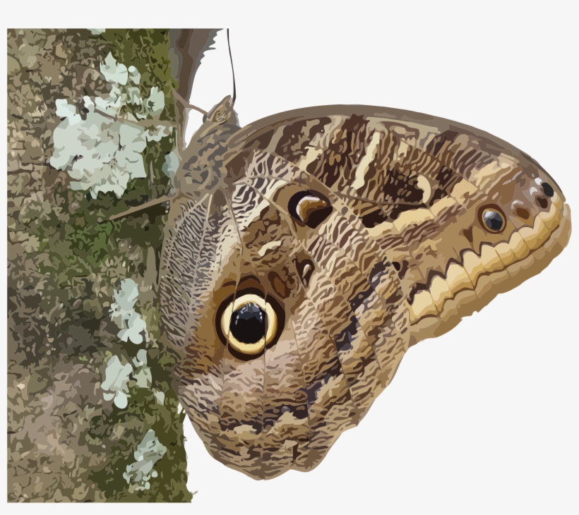 This Free Icons Png Design Of Caligo Beltrao, transparent png