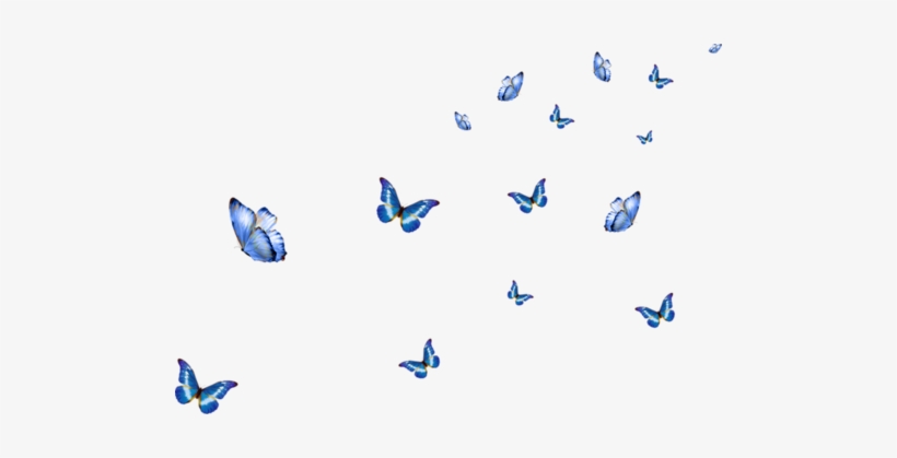 0 10737a E4a809d1 L - Papillons En Png, transparent png