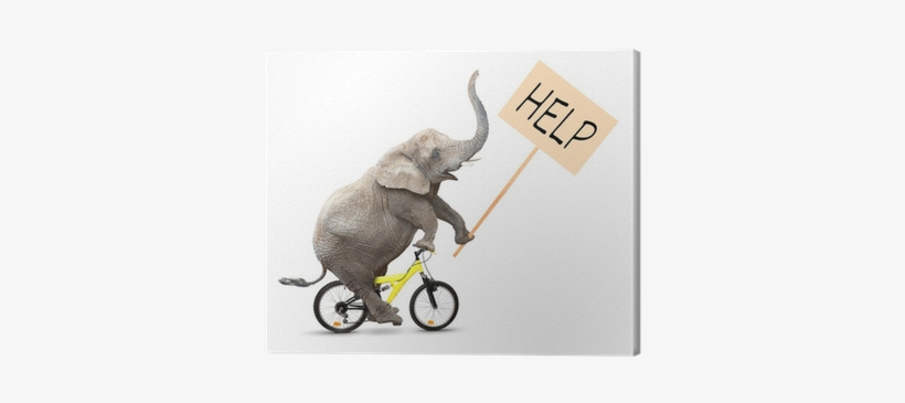 African Elephant On A Bike Holding Protest Sign - Eutuxia Monitor Stand - [metal] [tempered Glass] Slim, transparent png