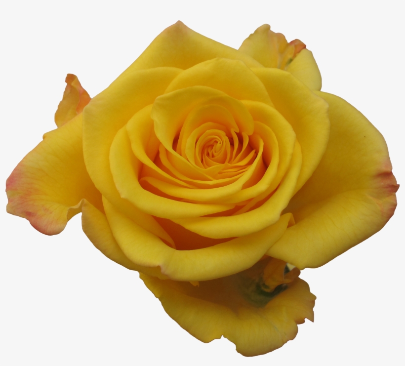 Rose Sonrisa - Flower, transparent png