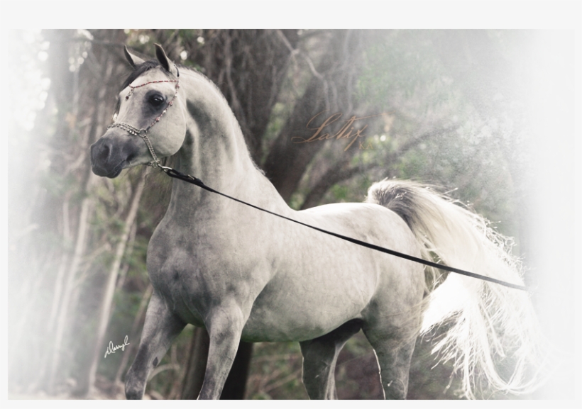 Nestled In Peralta, Nm, Sonrisa Farms Boasts An Extraordinary, transparent png