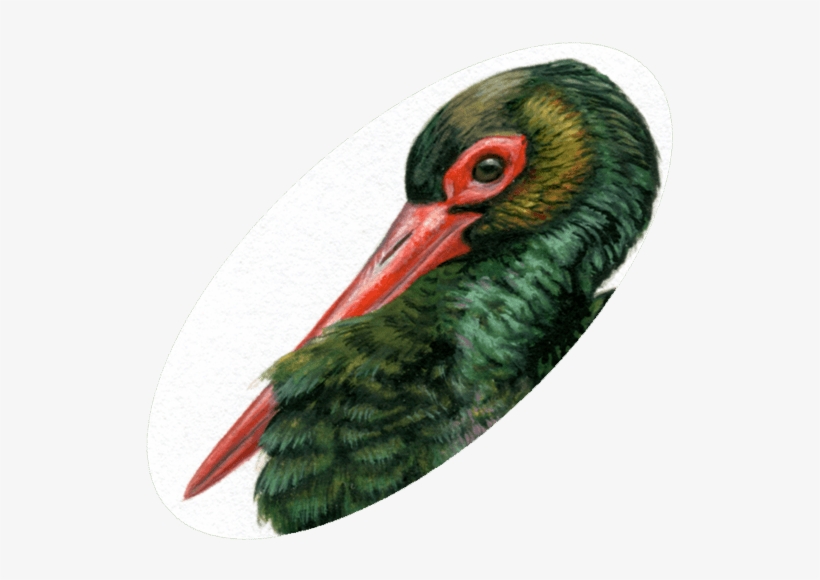 Original “angelitos Negros” - Black Stork, transparent png