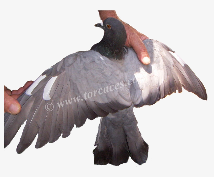 Paloma Casalese O Lisa Italiana - Stock Dove, transparent png