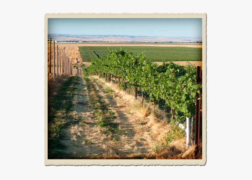 Minnick Hills - Common Grape Vine, transparent png