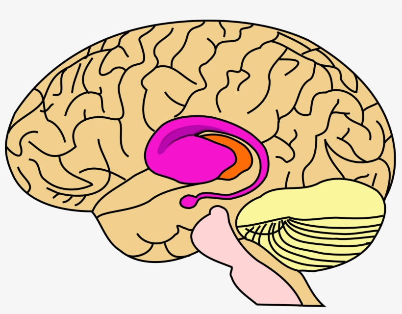 Executive Functioning Is A Relatively Common Term Used - Basal Ganglia Habits, transparent png