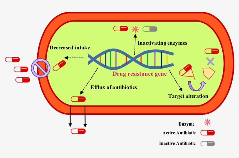 Antimicrobial Resistance Mechanism Logo, transparent png