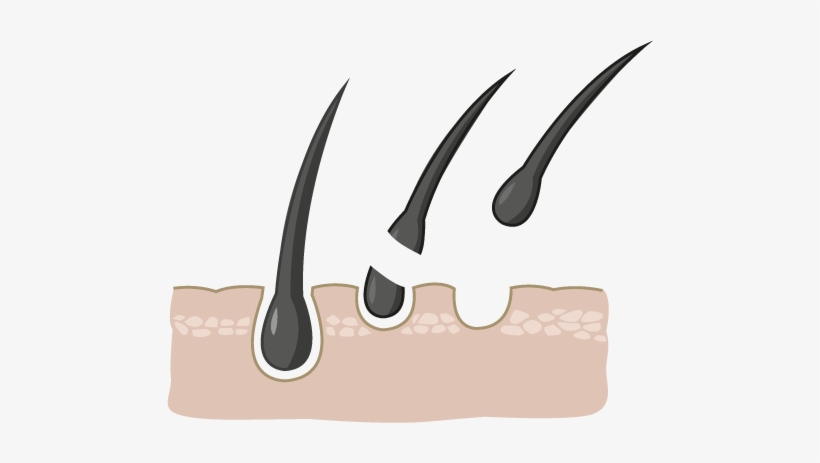 Regrow Restablece Y Restaura Los Folículos Capilares - Raiz De Cabello Png, transparent png