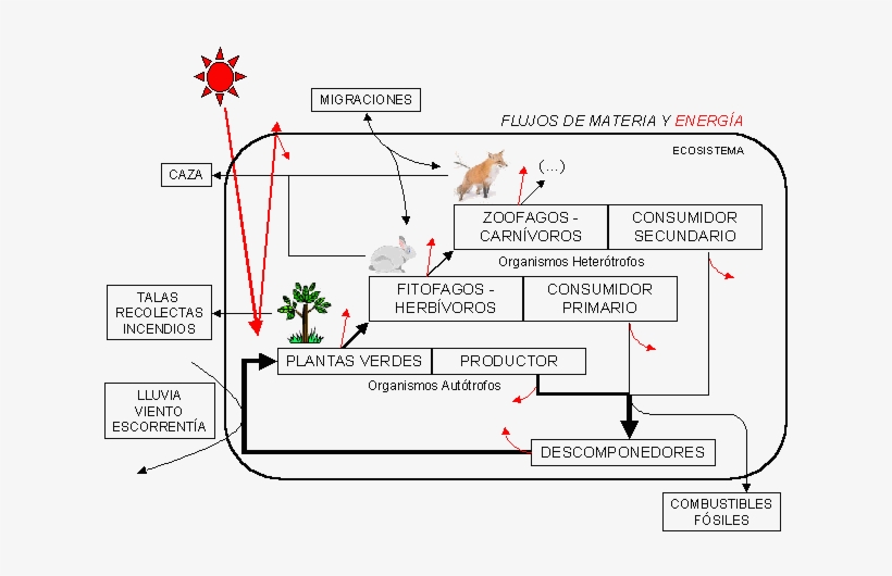 Cadena Trófica - Elementos De La Cadena Trofica, transparent png