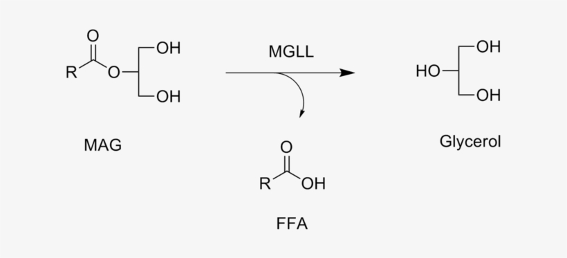 320 × 150 Pixels - Monoacylglycerol Lipase, transparent png