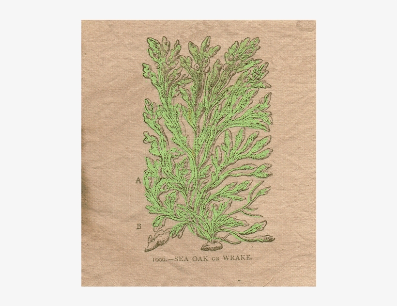 Patch-one - Thuya, transparent png