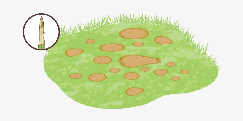 Brown Patch Is A Lawn Fungus That Can Be Caused By - Baseball Field, transparent png