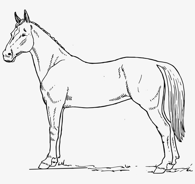Free Vector Horse Scheme, transparent png