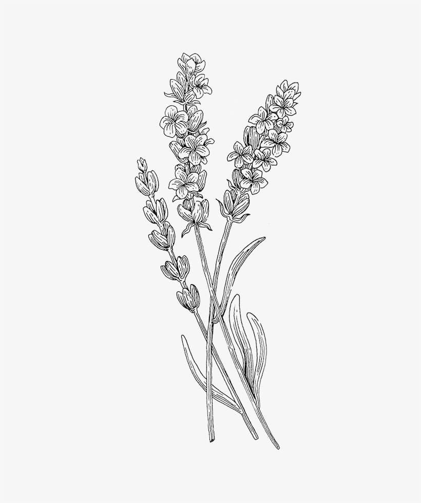 Lavender - Botany, transparent png