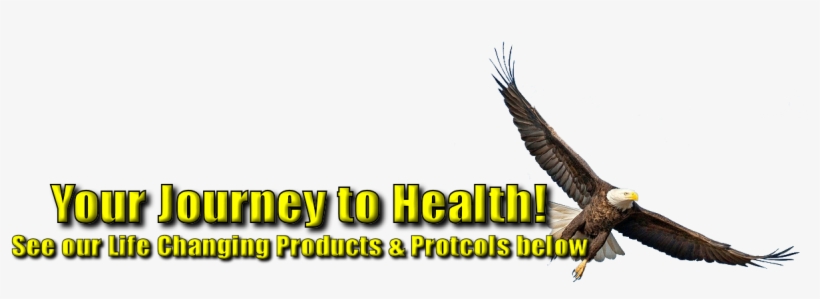 Eagle, transparent png