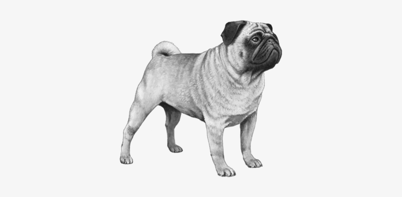 Ear Muzzle Tail - Pug, transparent png