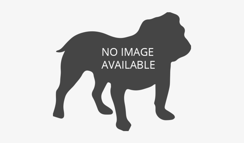General Information - Silhouette English Bulldog, transparent png