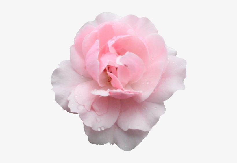 Transparent Roses - Rose, transparent png